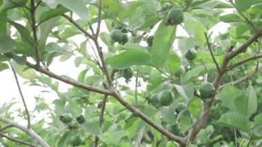 Doğanın cömertliği Tatlı bir zevk ağacı