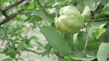 Doğanın cömertliği Olgun meyveli guava ağacı