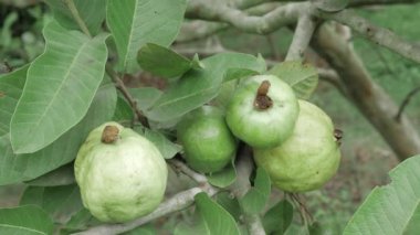 Doğanın cömertliği Taze guavalar hasat için hazır