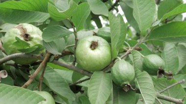 Doğanın cömertliği Taze guava dolu bir ağaç