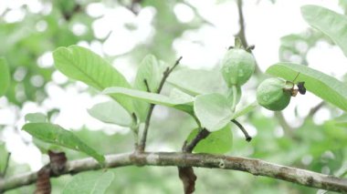 Doğanın cömertliği Çiçek açmış bir guava ağacı