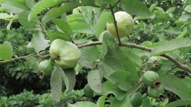 Doğanın cömertliği Taze guava dolu bir ağaç