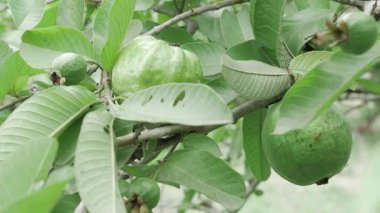 Doğanın cömertliği Taze guava dolu bir ağaç