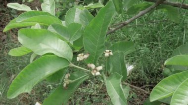 Lezzetli guava meyvesi tadılmaya hazır