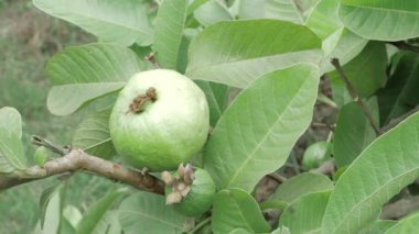 Çiçek açan tatlı bir guava Tomurcuktan cömertliğe bir yolculuk