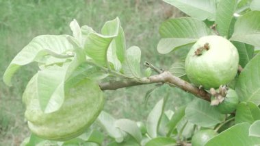 Doğa cömerttir Olgun ve olgunlaşmamış meyveli guava ağacı