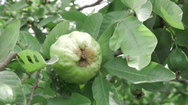 Doğalar taze ve olgunlaşmış ağaçlarda avlanır.