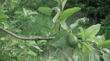 Doğanın cömertliği Çiçek açmış bir guava ağacı