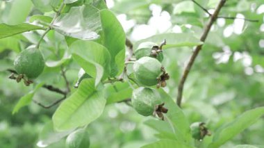 Doğanın tatlılığını hasat ediyorum cömertliğini