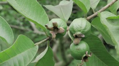 Tazelikle açan guava ağaçları cömerttir.