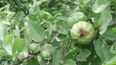 Doğanın cömertliği Taze sulu guava dolu bir ağaç