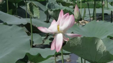 Sakin sularda zarafet çiçek açar.