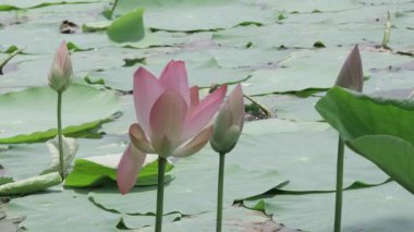 Sakin sularda zarafet çiçek açar.