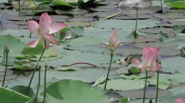 Sakin sularda zarafet çiçek açar.