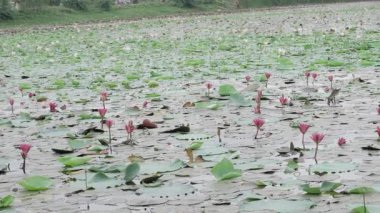 Huzurlu dinginlik göletin kalbinde çiçek açar.