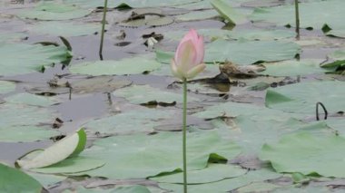 Sakin sularda zarafet çiçek açar.