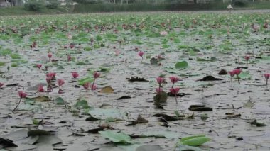 Nilüfer, dingin bir gölette çiçek açar.