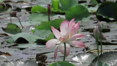 Sakin sularda zarafet çiçek açar.