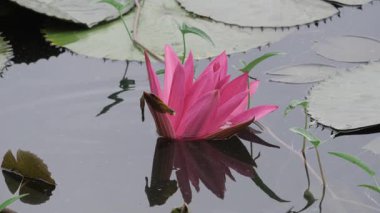 Sakin sularda zarafet çiçek açar.