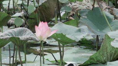 Huzurlu gölette zarafet çiçek açar