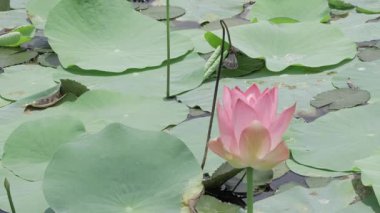 Sakin sularda zarafet çiçek açar.