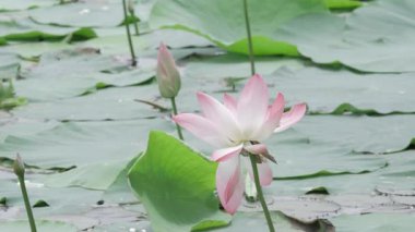 Sakin sularda zarafet çiçek açar.