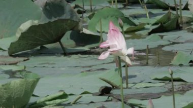 Bulanık derinliklerde saflık çiçek açar.