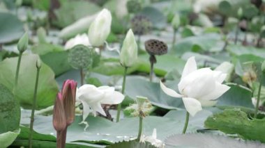 Sakin sularda zarafet çiçek açar.