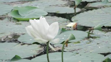 Huzurlu gölette zarafet çiçek açar