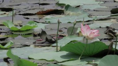 Sakin sularda zarafet çiçek açar.