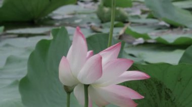 Sakin sularda zarafet çiçek açar.