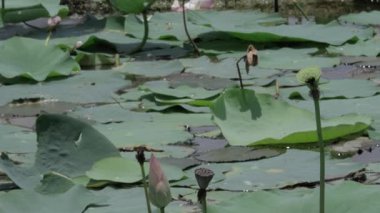 Huzurlu dinginlik göletin kalbinde çiçek açar.