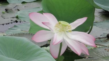 Nilüfer çiçeğindeki zarafet dingin gölette