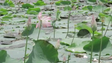 Sakin sularda zarafet çiçek açar.