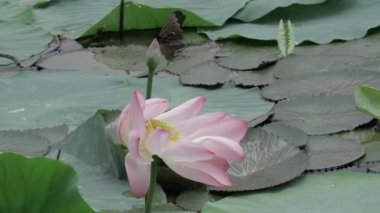 Sakin sularda zarafet çiçek açar.