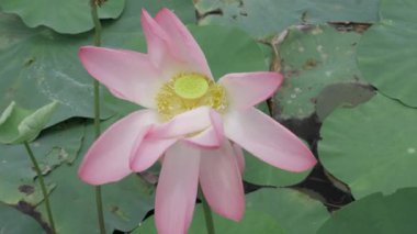 Havuzun kalbinde zarafet çiçek açar.