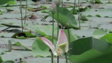 Göletin kalbinde barış çiçek açar.