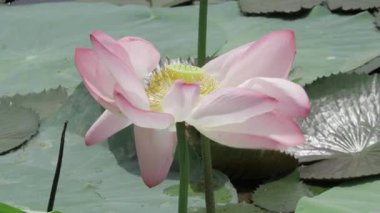 Sakin sularda zarafet çiçek açar.