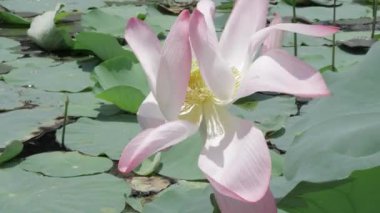 Sakin sularda zarafet çiçek açar.