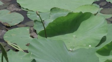 Huzurlu gölette zarif nilüfer çiçekleri açar.