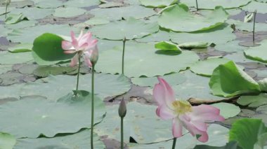 Göletin kalbinde barış çiçek açar.