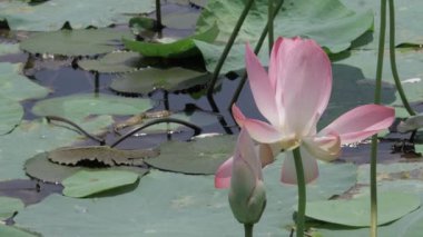 Sakin sularda zarafet çiçek açar.