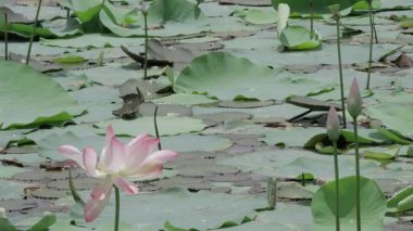 Göletin kalbinde huzurlu bir çiçek açtı.
