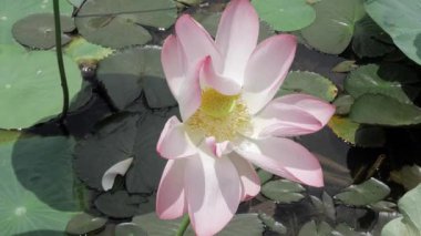 Sakin sularda zarafet çiçek açar.