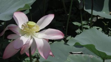 Huzurun kalbinde zarafet çiçek açar.