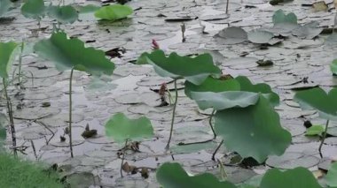 Doğanın kalbindeki huzur dolu huzur
