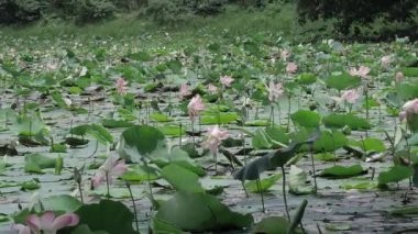 Huzurlu dinginlik göletin kalbinde çiçek açar.