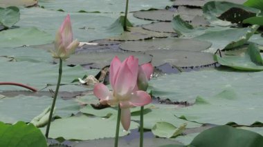 Nilüfer, dingin bir göletin göletindeki şafak gibi saftır.