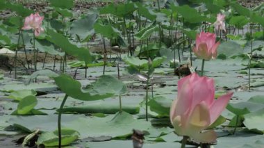 Sakin sularda zarafet çiçek açar.