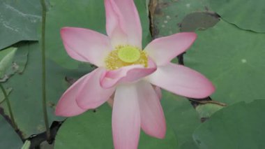 Sakin sularda zarafet çiçek açar.